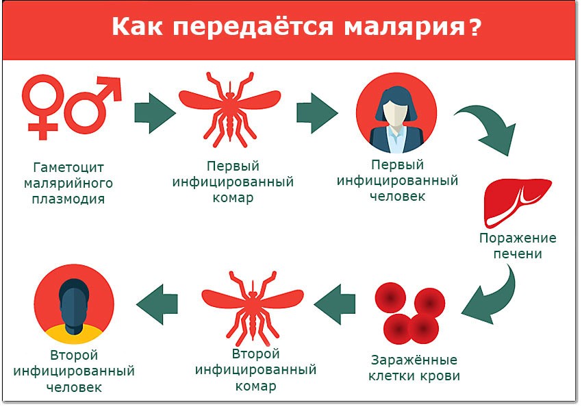 25 апреля отмечается Всемирный день борьбы с малярией.